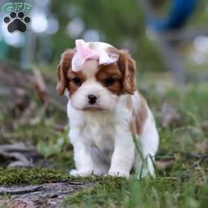 Ivy, Cavalier King Charles Spaniel Puppy