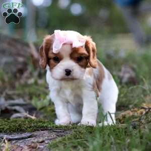 Ivy, Cavalier King Charles Spaniel Puppy