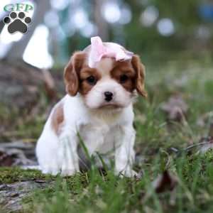Ivy, Cavalier King Charles Spaniel Puppy
