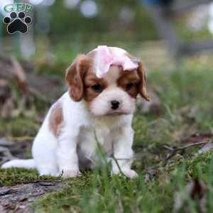 Ivy, Cavalier King Charles Spaniel Puppy