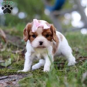 Ivy, Cavalier King Charles Spaniel Puppy