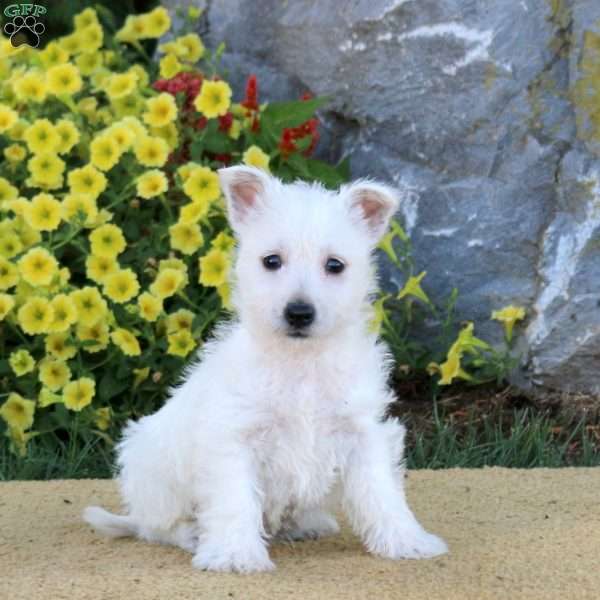 Ivy, West Highland Terrier Puppy