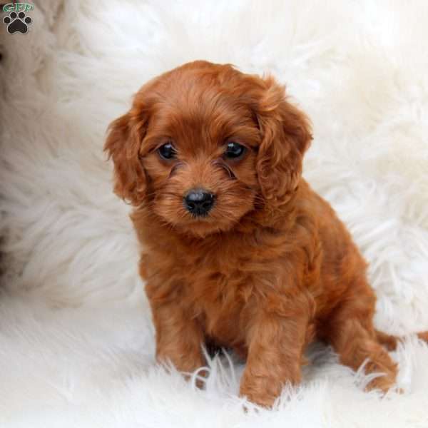 Ivy, Cavapoo Puppy