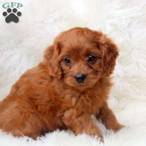 Ivy, Cavapoo Puppy