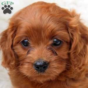 Ivy, Cavapoo Puppy