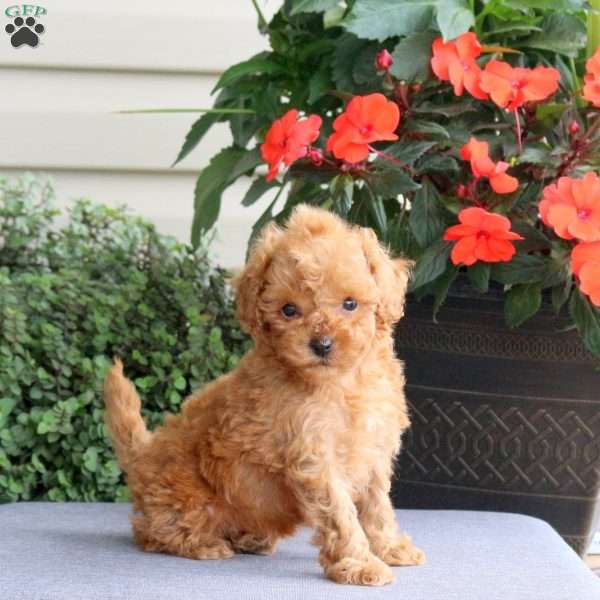 Izzie, Miniature Poodle Puppy