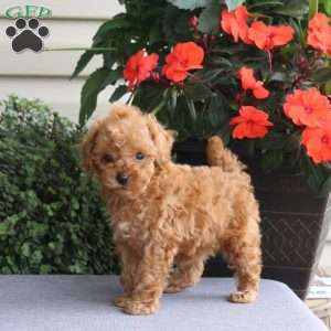 Izzie, Miniature Poodle Puppy
