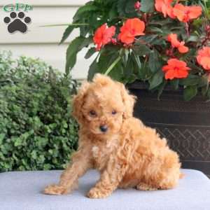 Izzie, Miniature Poodle Puppy