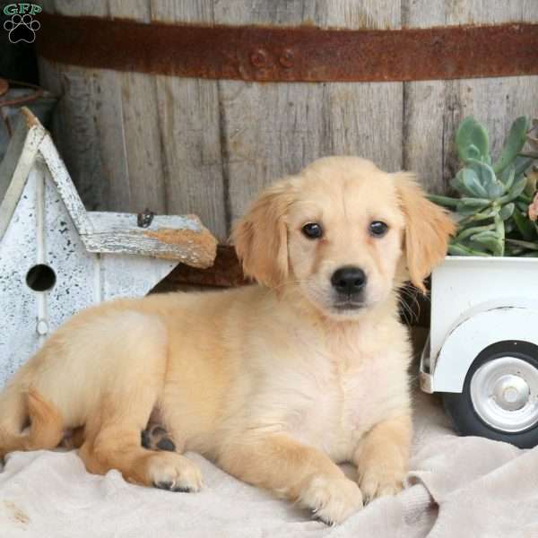 Izzy, Golden Retriever Puppy