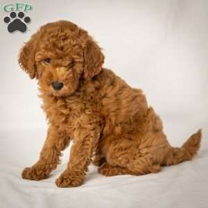 Jack, Mini Goldendoodle Puppy