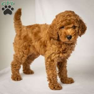 Jack, Mini Goldendoodle Puppy