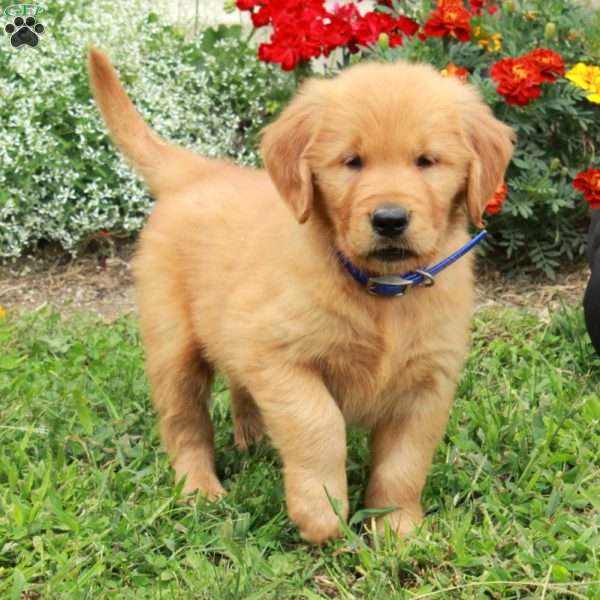 Jack, Golden Retriever Puppy