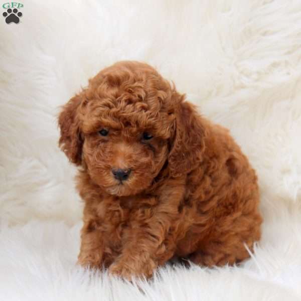 Jack, Toy Poodle Puppy