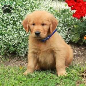 Jack, Golden Retriever Puppy