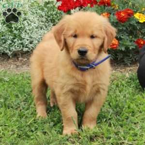 Jack, Golden Retriever Puppy