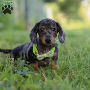 Jackson, Dachshund Puppy