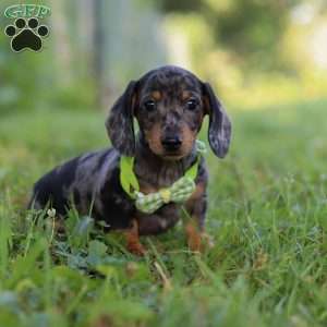 Jackson, Dachshund Puppy
