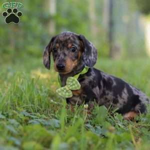 Jackson, Dachshund Puppy