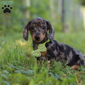 Jackson, Dachshund Puppy