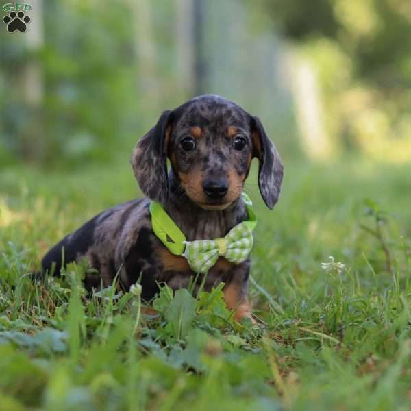 Jackson, Dachshund Puppy