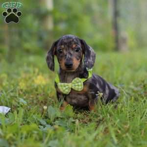 Jackson, Dachshund Puppy