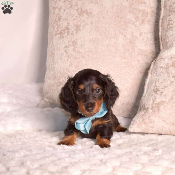 Jackson-Mini, Dachshund Puppy
