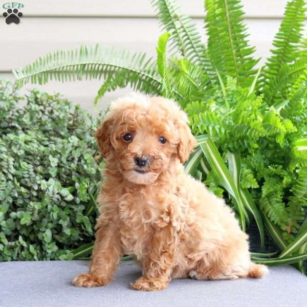 Jackson, Miniature Poodle Puppy