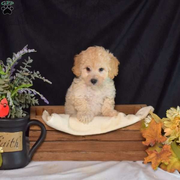 Jackson, Bich-Poo Puppy