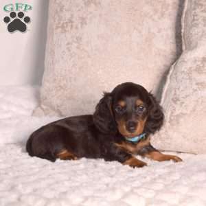 Jackson-Mini, Dachshund Puppy