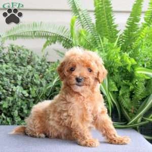 Jackson, Miniature Poodle Puppy