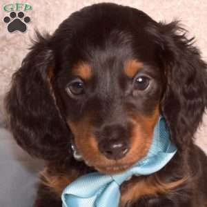 Jackson-Mini, Dachshund Puppy