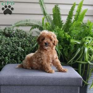 Jackson, Miniature Poodle Puppy