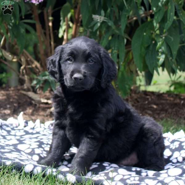 Jade, Golden Retriever Mix Puppy