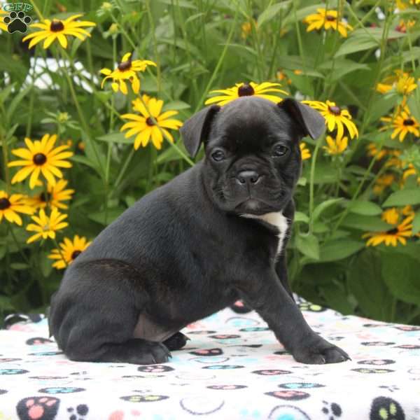 Jade, Frenchton Puppy