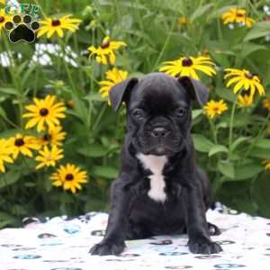 Jade, Frenchton Puppy