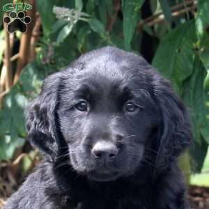 Jade, Golden Retriever Mix Puppy