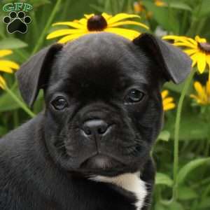 Jade, Frenchton Puppy