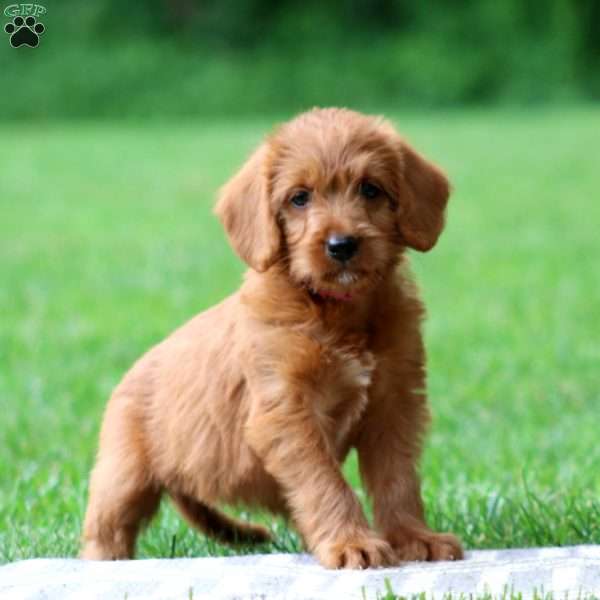 Jade, Labradoodle Puppy