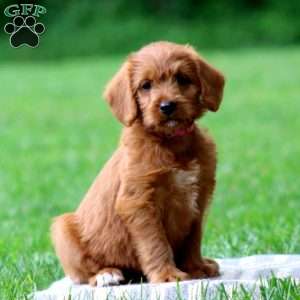 Jade, Labradoodle Puppy