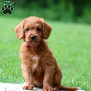 Jade, Labradoodle Puppy