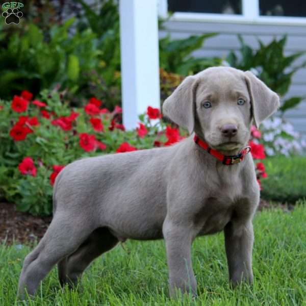 Jaden, Silver Labrador Retriever Puppy