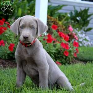 Jaden, Silver Labrador Retriever Puppy