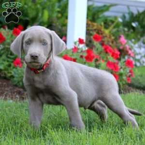Jaden, Silver Labrador Retriever Puppy