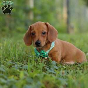 Jake, Dachshund Puppy