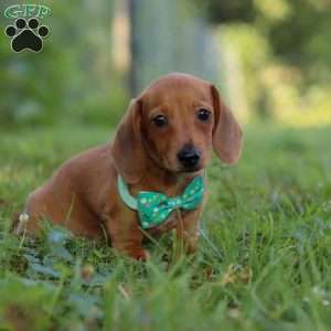 Jake, Dachshund Puppy