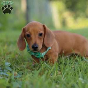 Jake, Dachshund Puppy