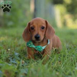 Jake, Dachshund Puppy