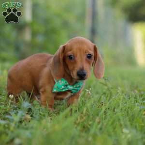 Jake, Dachshund Puppy