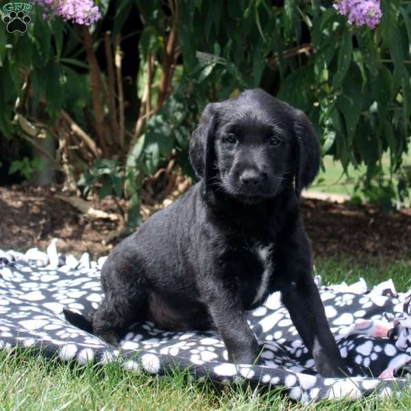 Jake, Golden Retriever Mix Puppy
