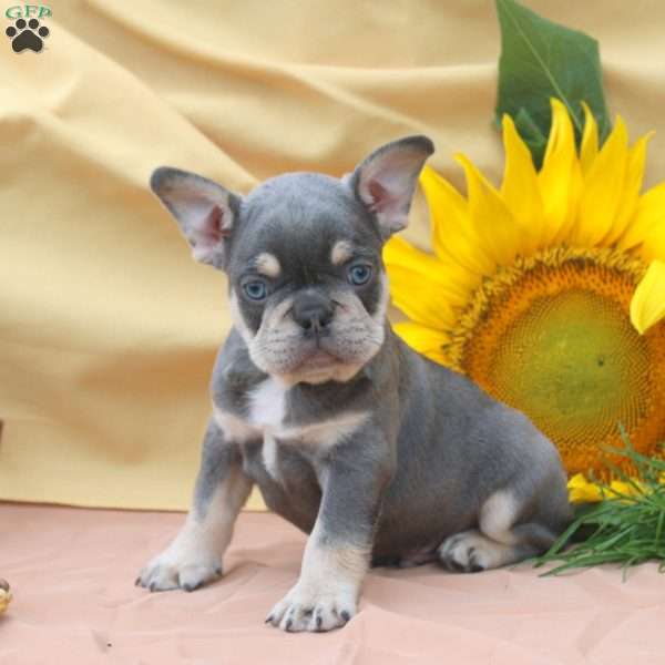 Jake, Frenchton Puppy